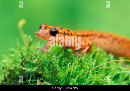 Höhle Salamander (Eurycea Lucifuga) Stockfoto