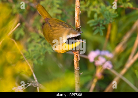 Gemeinsamen Yellowthroat männlich, adult Futter für Insekten und Wirbellose in niedrigen Sträuchern auf Padre Island in South Padre Island, Stockfoto