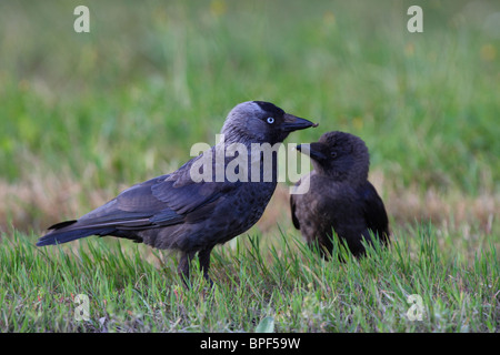 Erwachsenen Dohle (Corvus Monedula) und seiner Jugendlichen, der für Essen wartet. Stockfoto