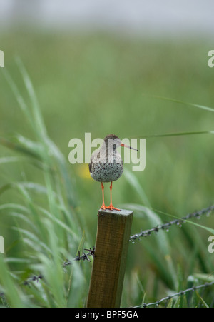 Rotschenkel in seinen Sommer-Bruthabitat auf South Uist Wiese Sümpfe, äußeren Hebriden Soctland SCO 6439 Stockfoto