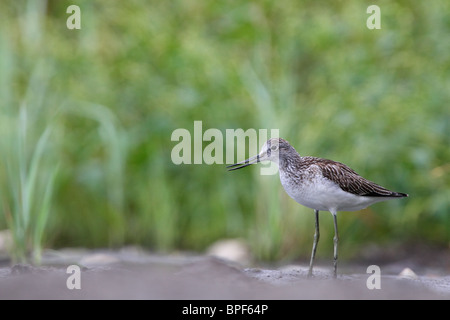 Gemeinsamen Grünschenkel (Tringa Nebularia) Fütterung im schlammigen Boden. Stockfoto