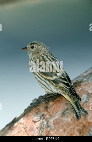 Pine Siskin Stockfoto