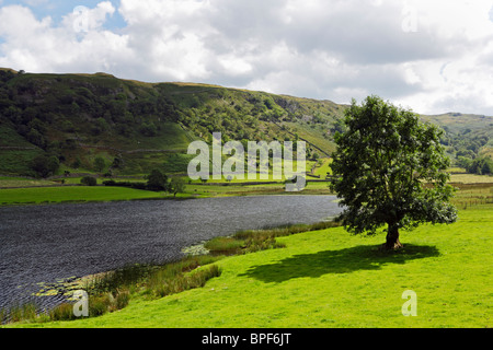 Baum an der Seite des Watendlath Tarn, in der Nähe von Keswick im Lake District National Park, Cumbria. Stockfoto