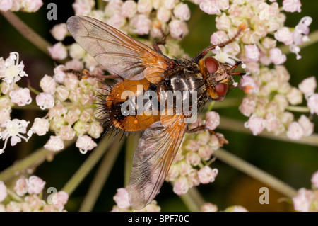 Eine parasitäre Tachinid fly, Tachina Fera auf Angelica; Parasiten auf Lepidoptera Larven. Stockfoto