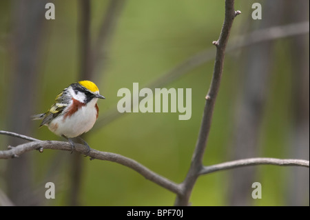 Erwachsene männliche Kastanie-seitig Warbler Zucht Gefieder thront auf einem Ast Stockfoto