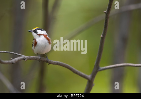 Erwachsene männliche Kastanie-seitig Warbler Zucht Gefieder thront auf einem Ast Stockfoto