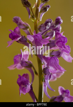 Lila Leinkraut, Linaria Purpurea in Blüte; eingebürgert im Königreich von Italien. Stockfoto