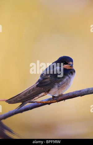 Rauchschwalbe (Hirundo Rustica) thront auf Zweig Stockfoto