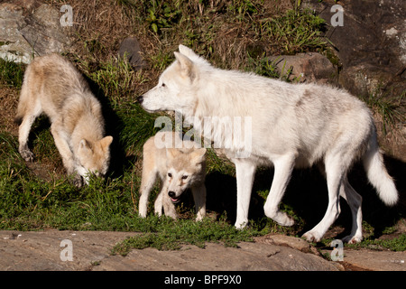 Eine Familie von arktische Wölfe in der Nähe von Gras- und Felsen. Stockfoto