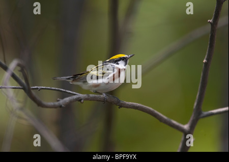Erwachsene männliche Kastanie-seitig Warbler Zucht Gefieder thront auf einem Ast Stockfoto