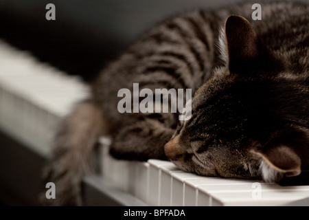 Eine Kätzchen schläft auf einem Keyboard (Klavier). Stockfoto