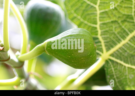 Unreife Feigen - braun Türkei, Ficus carica Stockfoto