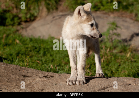 Eine Wolf Cub steht auf einem Felsen. Stockfoto