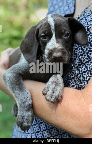 Porträt von Deutscher Kurzhaariger Vorstehhund Welpen festgehalten Stockfoto