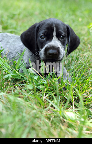 Deutscher Kurzhaariger Vorstehhund Welpen ruht auf dem Rasen Stockfoto