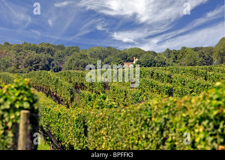 Paumanok Weingut und die Weinberge Jamesport North Fork des östlichen Long Island NY Stockfoto