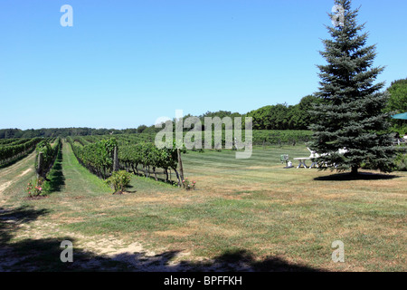 Paumanok Weingut und die Weinberge Jamesport North Fork des östlichen Long Island NY Stockfoto