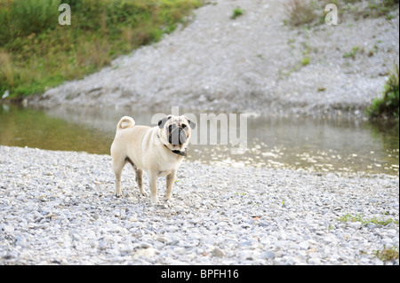 Mops Hund durch einen Fluss Stockfoto