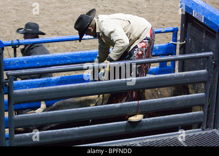 Ein Cowboy bereitet eine Steuerung zu fahren an Cody Rodeo, Wyoming, USA Stockfoto