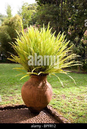 Farn im Terrakotta-Topf im Quinta Bela Vista - Funchal Stockfoto