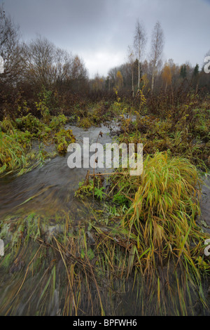 Pastell Herbst Blick, wo Fluss Hochwasser, Estland Stockfoto