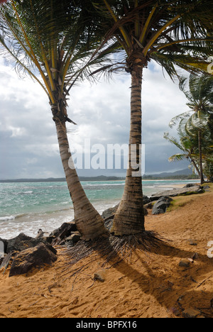 Paar von Kokosnuss Palmen am Strand, Luquillo, Puerto Rico Stockfoto