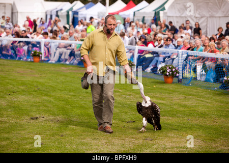Großbritannien, England, Merseyside, Southport Flower Show, Chris O'Donnell, mit afrikanischen White Backed Vulture, abgeschottet africanus Stockfoto