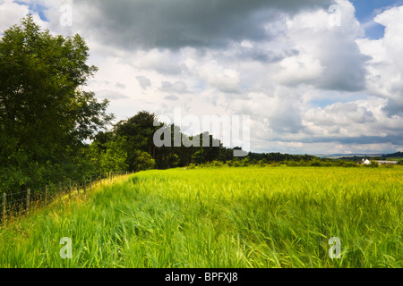 Ackerland oberhalb des Flusses Tees auf der Route der Teesdale Weise in der Nähe des Dorfes Cotherstone, County Durham, England Stockfoto