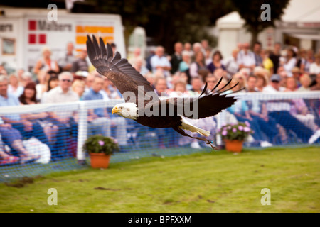 Großbritannien, England, Merseyside, Southport Flower Show, Adler, Haliaeetus; Leucocephalus frei fliegen unter Menge Stockfoto