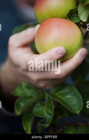 Einen Apfel von einem Baum pflücken. Malus Domestica "Arthur Turner" Stockfoto