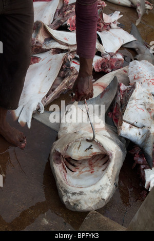 Backen der ein toter Hai in Negombo Fischmarkt Stockfoto