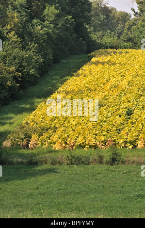 Bereich der Reife Burley-Tabak reif für die Ernte in Kentucky, USA Stockfoto