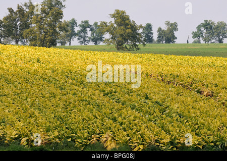 Bereich der Reife Burley-Tabak reif für die Ernte in Kentucky, USA Stockfoto