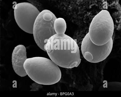 Dies ist eine falsche farbige scanning Electron Schliffbild von Saccharomyces Cerevisiae, angehende Hefe. Stockfoto