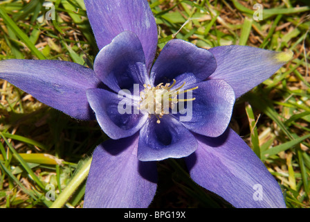 Blumen Stockfoto