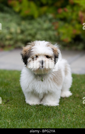 Lhasa Apso Welpen Stockfoto