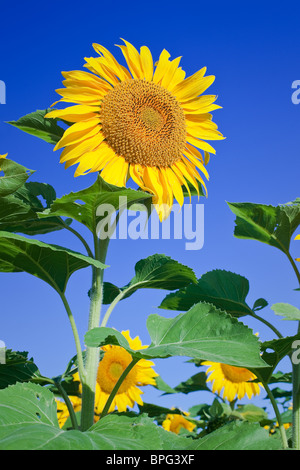 Sonnenblumen gegen blauen Himmel, Manitoba, Kanada Stockfoto