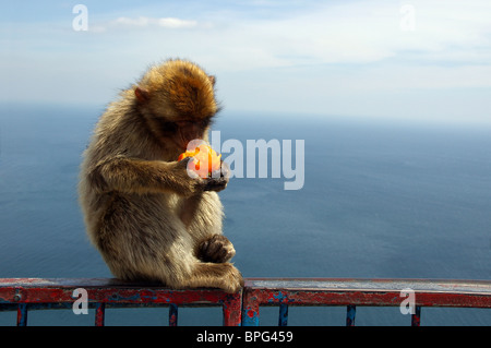 Affen essen Orange (Gibraltar apes - nur wild lebenden Affen in Europa) Stockfoto