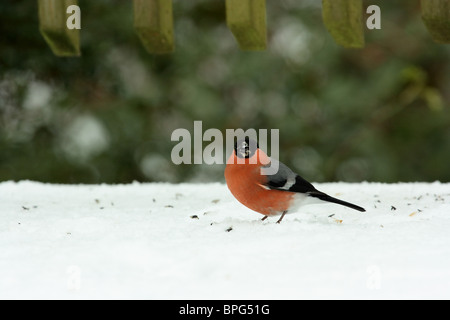 Gimpel im Schnee in Devon UK Stockfoto