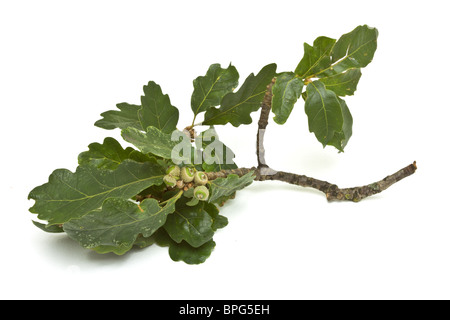 Junge grüne Eicheln auf Ast mit Eichenblatt. Stockfoto