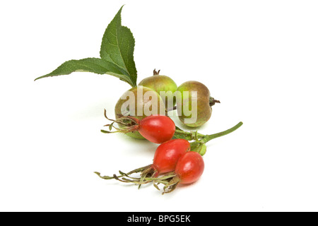 Hecke Frucht lebendige rote Hagebutten und grünen Obst. Stockfoto