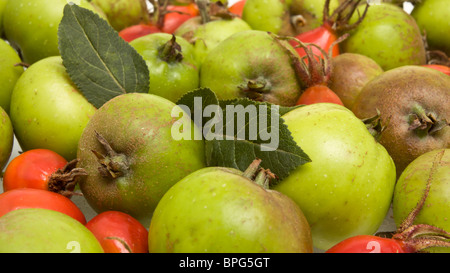 Hecke Frucht lebendige rote Hagebutten und grünen Obst. Stockfoto