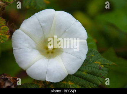 Blumen Stockfoto