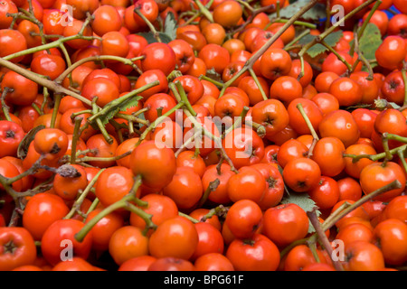 Teppich aus Vogelbeeren, als Hintergrund oder Textur zu verwenden. Stockfoto