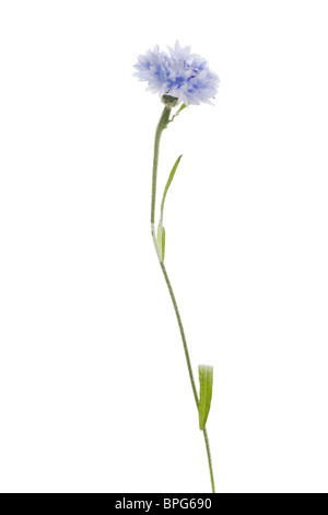 Kornblume Stockfoto