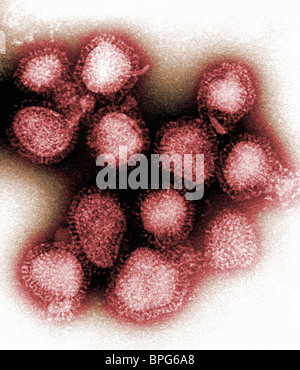 Transmission Electron Schliffbild des Influenza-A-virus Stockfoto