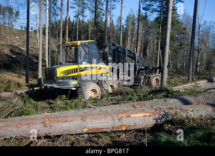 Finnischer Ponsse Büffelförderer Forstfahrzeug am Kahlschnitt und fällte Fichtenstämme ( picea abies , Tanne ) im Taiga Forest in Finnland Stockfoto