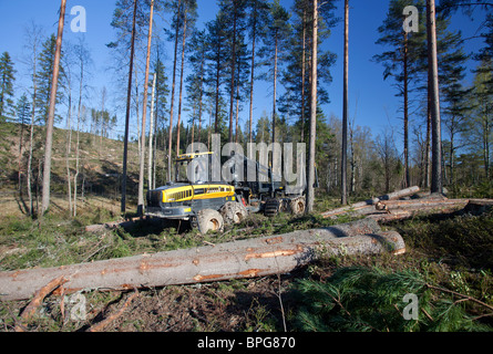 Finnischer Ponsse Büffelförderer Forstfahrzeug am Kahlschnitt und fällte Fichtenstämme ( picea abies , Tanne ) im Taiga Forest in Finnland Stockfoto