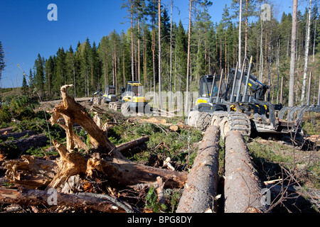 Finnische Ponsse Büffelförderer-Forstmaschine im Freischneidegebiet und fällte Fichtenstämme ( picea abies , Tanne ) im Taiga Forest in Finnland Stockfoto