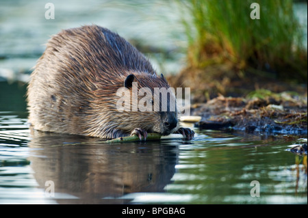 Eine Nahaufnahme Bild eines Bibers Essen Rinde von einer Espenbaum Verzweigung. Stockfoto